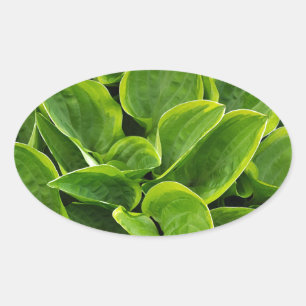 Beautiful green hosta plant oval sticker