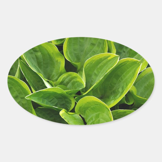 Beautiful green hosta plant oval sticker (Front)