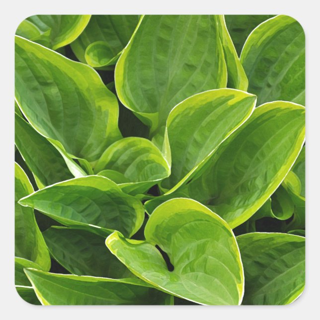 Beautiful green hosta plant square sticker (Front)