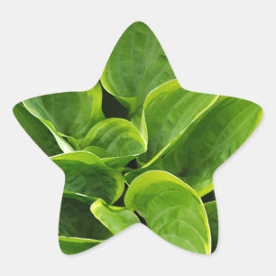 Beautiful green hosta plant star sticker