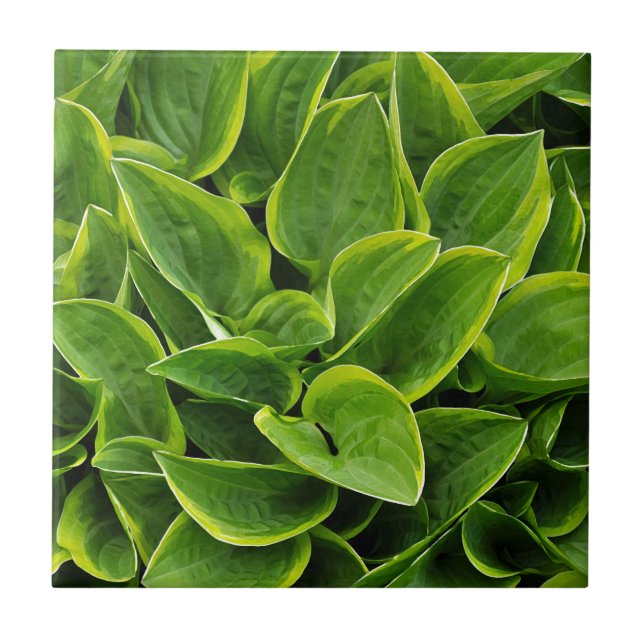 Beautiful green hosta plant tile (Front)