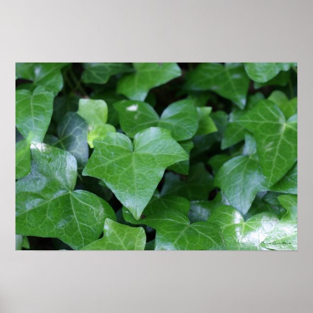 Beautiful Green Ivy Print (Front)