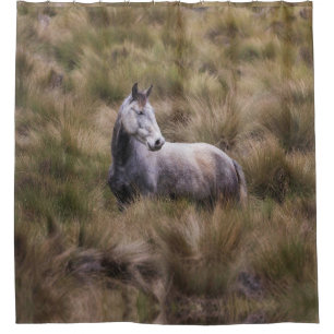 Beautiful Grey Coloured Horse