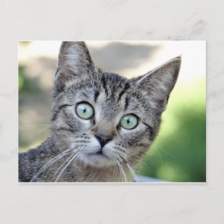 Beautiful Grey Kitten with stunning eyes Postcard
