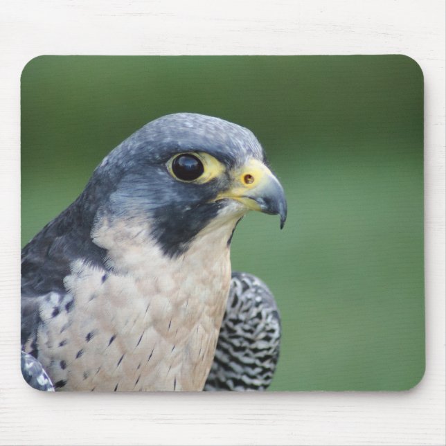 Beautiful grey-white Pelegrine Falcon Mouse Pad (Front)