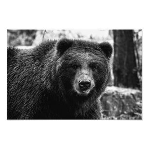 Beautiful Grizzly Bear Photo