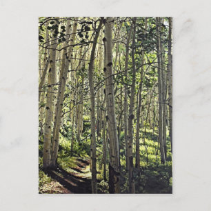 Beautiful Grove of Aspen Trees in Crested Butte Postcard