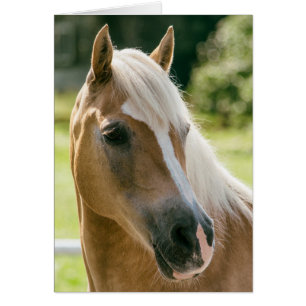 Beautiful haflinger horse