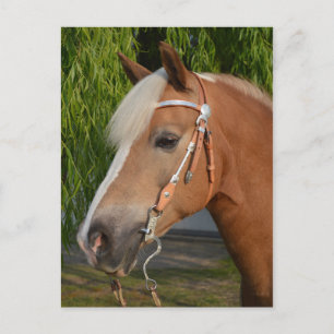 Beautiful haflinger horse portrait postcard