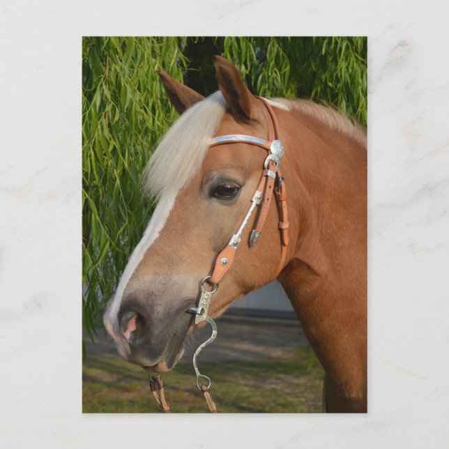 Beautiful haflinger horse portrait postcard (Front)
