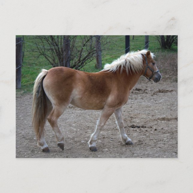 Beautiful Haflinger Postcard (Front)