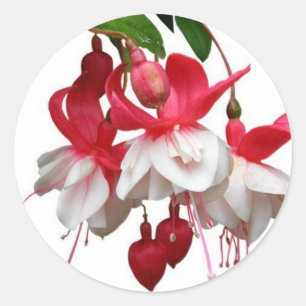 Beautiful hanging fuchsia plant classic round sticker
