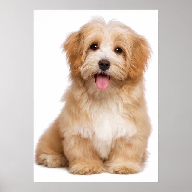 Beautiful happy reddish havanese puppy sitting poster (Front)
