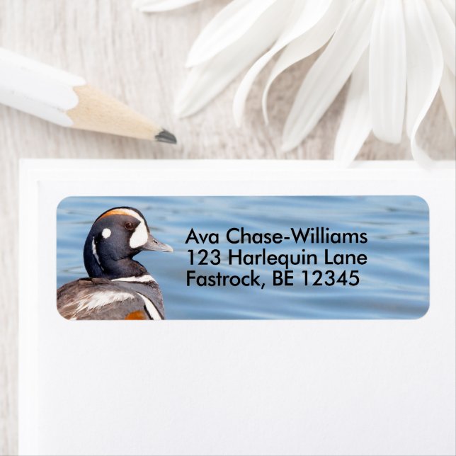 Beautiful Harlequin Duck on the Rock (Insitu)