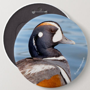 Beautiful Harlequin Duck on the Rock 6 Inch Round Button