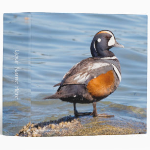 Beautiful Harlequin Duck on the Rock Binder