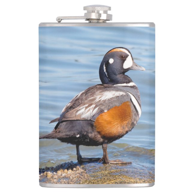 Beautiful Harlequin Duck on the Rock Hip Flask (Front)