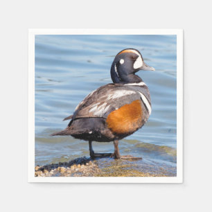 Beautiful Harlequin Duck on the Rock Napkin