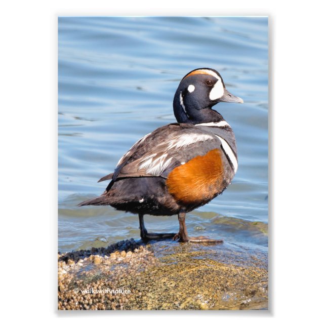 Beautiful Harlequin Duck on the Rock Photo Print (Front)