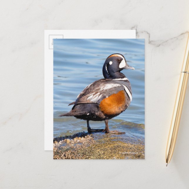 Beautiful Harlequin Duck on the Rock Postcard (Front/Back In Situ)