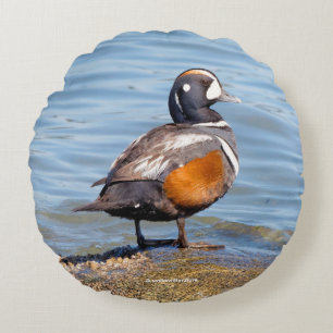 Beautiful Harlequin Duck on the Rock Round Pillow