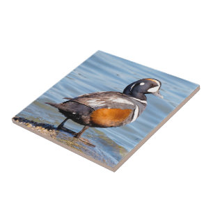 Beautiful Harlequin Duck on the Rock Tile