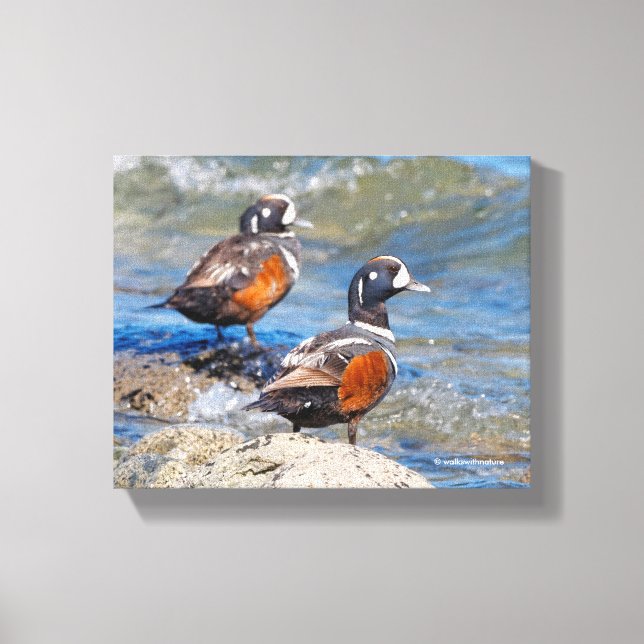 Beautiful Harlequin Ducks on the Rocks Canvas Print (Front)
