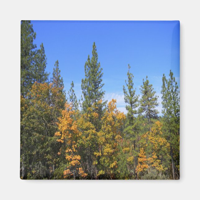 Beautiful Hayfork, California... Magnet (Front)