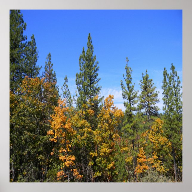 Beautiful Hayfork, California... Poster (Front)