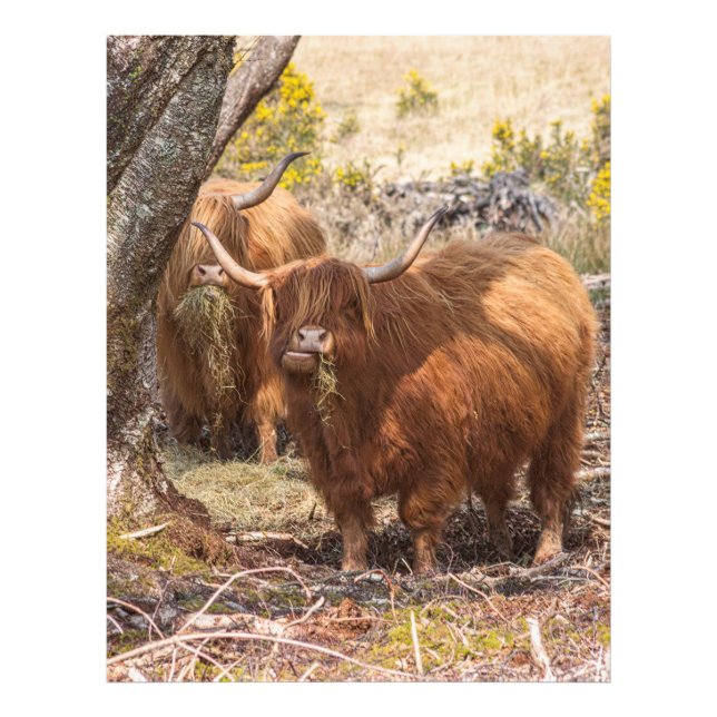 Beautiful Highland cows  Photo Print (Front)