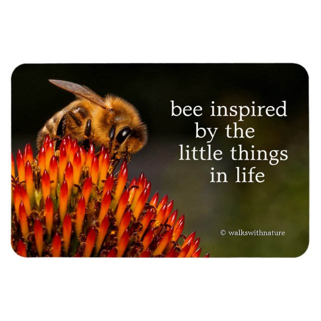 Beautiful Honeybee Pollinating a Coneflower Magnet (Horizontal)