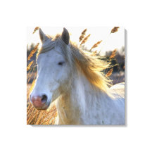 Beautiful Horse