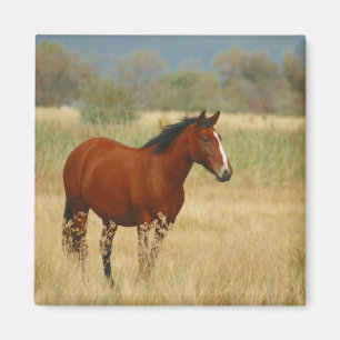 Beautiful Horse Magnet