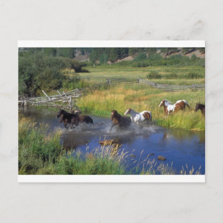 Beautiful Horse Ranch Destiny Nature Postcard