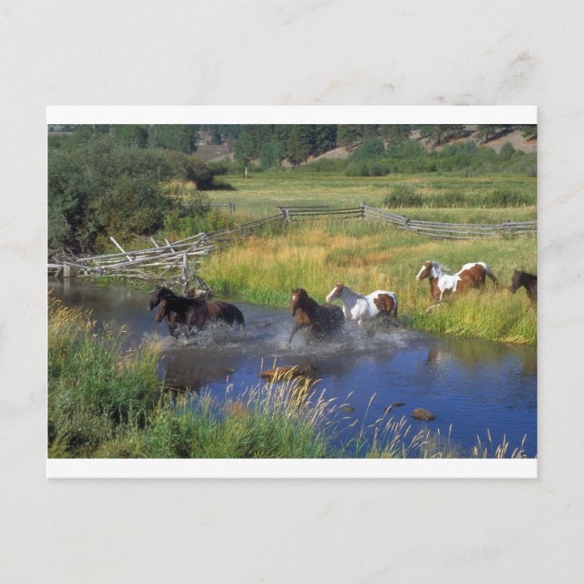 Beautiful Horse Ranch Destiny Nature Postcard (Front)