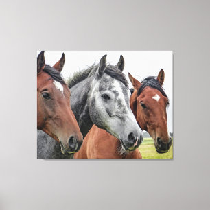 Beautiful horses canvas print