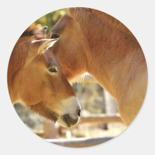 Beautiful Horses Classic Round Sticker