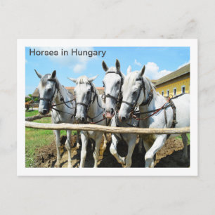 Beautiful horses in Hungary Postcard