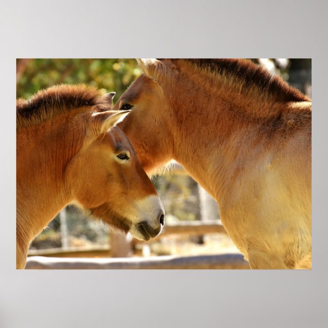 Beautiful Horses Poster (Front)