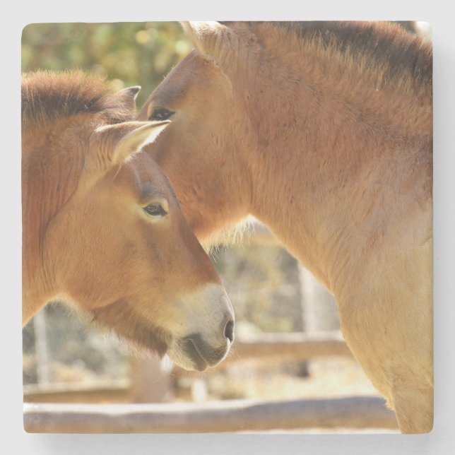 Beautiful Horses Stone Coaster (Front)