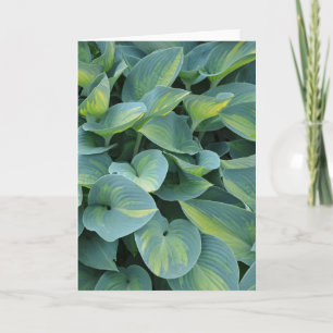 Beautiful hosta plant greeting card