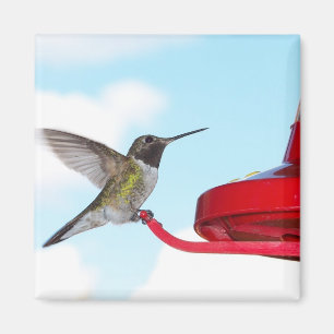 Beautiful Hummingbird and Feeder Square Magnet