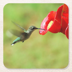 Beautiful Hummingbird Feeding Square Paper Coaster