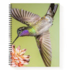 Beautiful Hummingbird Flying to a Flower