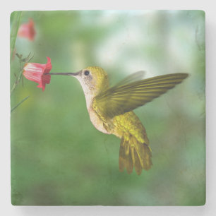 Beautiful Hummingbird in Flight Stone Coaster