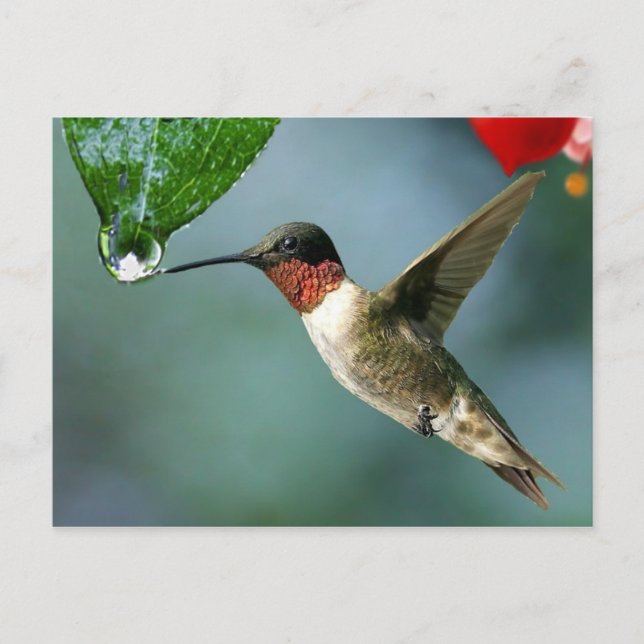 Beautiful Hummingbird Nature Scenery Postcard (Front)