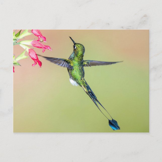 Beautiful Hummingbird with Long Tail Feathers Postcard (Front)