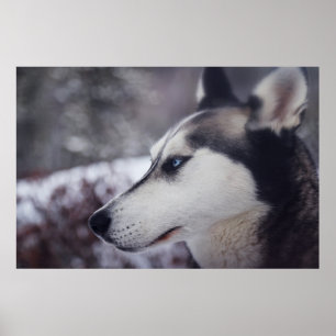 Beautiful Husky Close Up Print Sled Dog