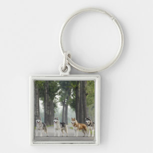 Beautiful Husky Dogs on a Nature Trail Keychain