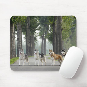 Beautiful Husky Dogs on a Nature Trail Mouse Pad